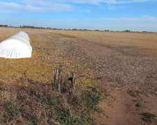 50 Hectáreas Agrícolas en Nueve de Julio