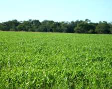 Campo Mixto De Gran Escala En Federal, Entre Ríos