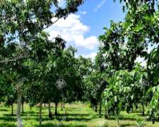 Campo en Venta de 44 Has, Cortaderas, San Luis. Nogales.