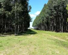 Campo Mixto Forestal en Concordia