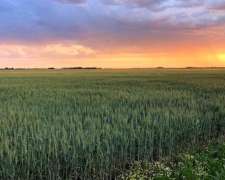 Venta Campo En Olavarria - 167 Ha