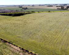 40 Has Mixto a 1300 Metros de Ruta en Roque Perez