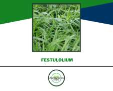 Semilla De Festulolium Pucara