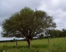 7 HA. Apt. Turismo - Desarrollo Inmobiliario