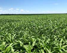 1930 Ha Agricolas en Casares con Ingreso por RN34 y RP13