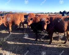 Campo En Venta De 781 Has, Cortaderas, San Luis. Campo Mixto