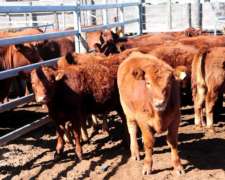 Alsblet Reteniel 90 Terneros Puros 160 Kg 1900 Kg