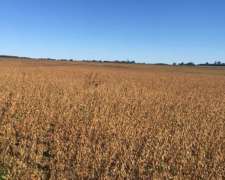 Venta Campo San Pedro Oportunidad 47 Hectáreas Agrícolas