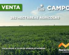 262 Ha a 12 km de González Moreno, Provincia de Buenos Aires