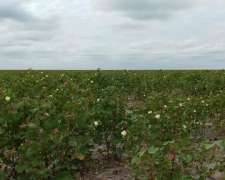Campo Mixto 2.000ha - las Avispas Santa FE