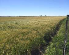 Compro 100/150 Has Mixtas Coronel Pringles