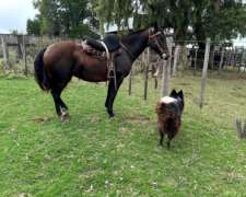 Yegua Criolla Pura con Papeles