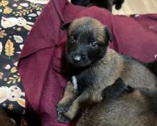 Pastor Belga Malinois Cachorros