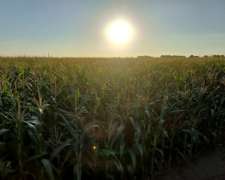 Venta Campo Agrícola en Pergamino