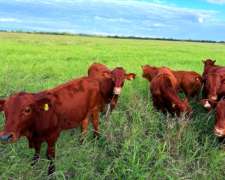 Vendo Campo Agrícola Ganadero