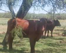 Vende Campo - 80 Ha - Fraga, San Luis