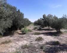 55 Hectareas con Olivos Aimogasta la Rioja