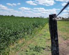 Se Vende Campo en Zona María Grande 2da, Entre Ríos - 100 Ha