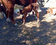 Busco Trabajo de Casero