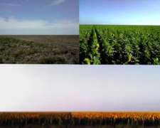 Arriendo C/opción a Compra Campo Agricola 1062 Has Bandera