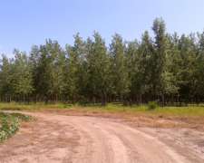 Prosefor - Produccion Y Servicios Forestales
