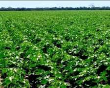 780ha en 2 Lotes en Corzuela, Chaco