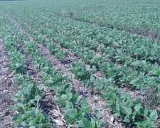 Vendo Campo Agricola Zona Villa Valeria-buena Esperanza