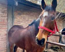 Vendo Yegua Silla Argentina de Salto, Valkiria Z