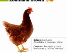 Ponedoras Coloradas Lohmann Brown