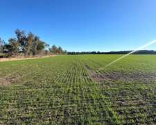 49 Hectáreas Agrícolas en San Pedro.