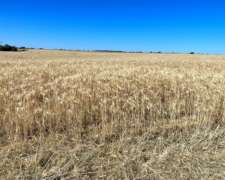 127ha Agrícola-ganaderas Sobre Ruta Nacional