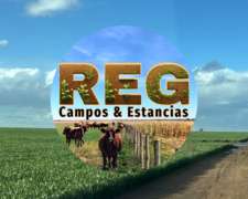 800 Has - Coronel Dorrego, BS AS