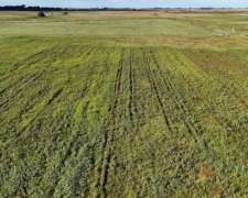 250 Hectáreas Bolivar, BS. AS.