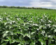 Vdo 283 Has Agrícola Cerca de Ruta 205 a Bolivar Soja- Maiz