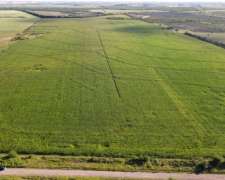 80 Hectáreas Agrícolas Rosario del Tala