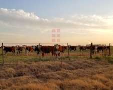 6902ha Campo Mixto en Venta en Lincoln, Pcia. de BS AS.