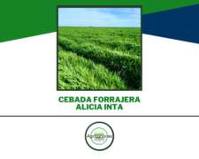 Semilla de Cebada Forrajera Alicia Inta