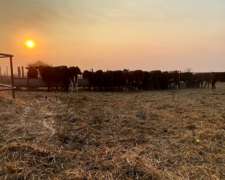 Campo Ganadero San Gerónimo del Sauce, Santa FE. 1.000 HA.