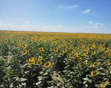Campo Agricola 733has Chaco