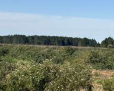 San Miguel 680 Has Forestal/ganadero Buen Precio