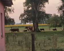 Campo Mixto 32 Hectáreas con Casco Roque Pérez