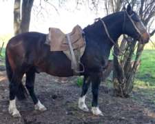 Caballo Criollo Inscripto SRA