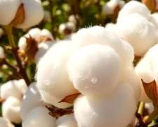 Campo 3.000 Ha Mixto Ganadero Algodonero - Logroño Santa FE