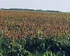 Excelente Campo Mixto Sobre Asfalto 5497 Has Santa FE