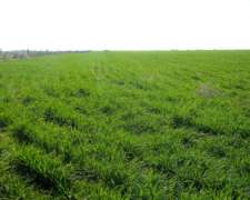 250 Ha de Campo Rivera Provincia de Buenos Aires