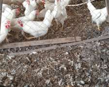 Vendo 500 Pollas Leghorn Recien Rompiendo Postura y 470 Colo