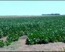 Campo Venta Gral Belgrano Agricola 1000 Ha