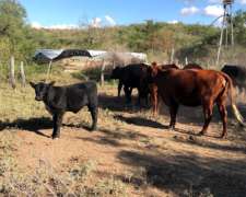 Alquiler Campo Mixto de 417 Ha a 70 km de Merlo.