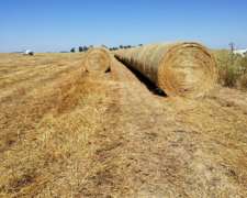 Rollos de Avena Semlllada y RYE Grass