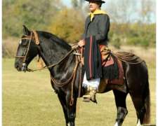 Caballo Criollo Puro Manso de Andar